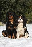 CAVALIER KING CHARLES 542